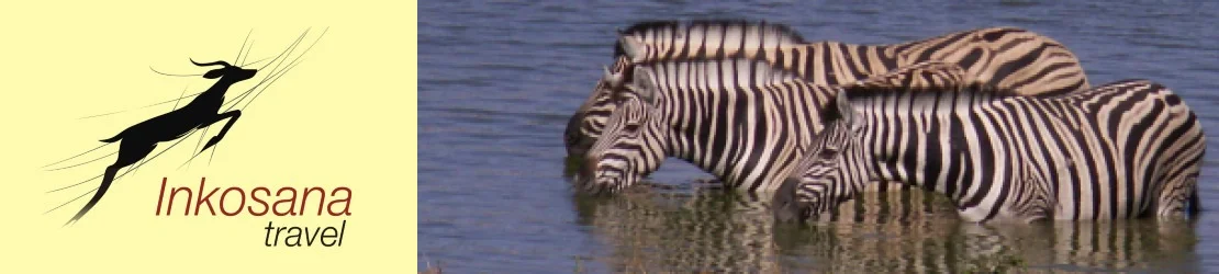 Zebra bei Okaukuejo