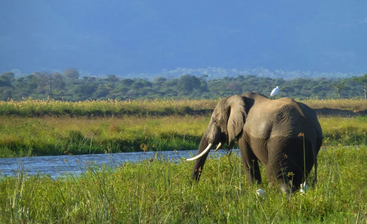 Zambezi Safari1
