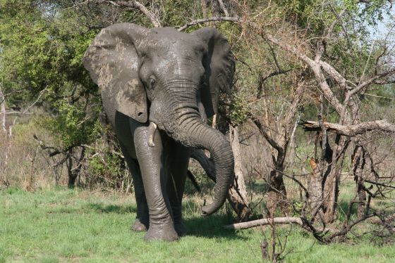 Krügerpark Elefant