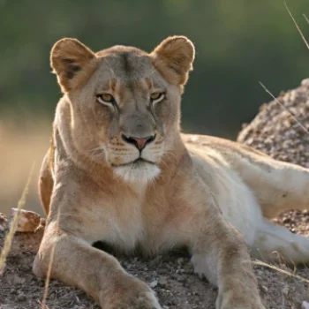 Botswana Löwe
